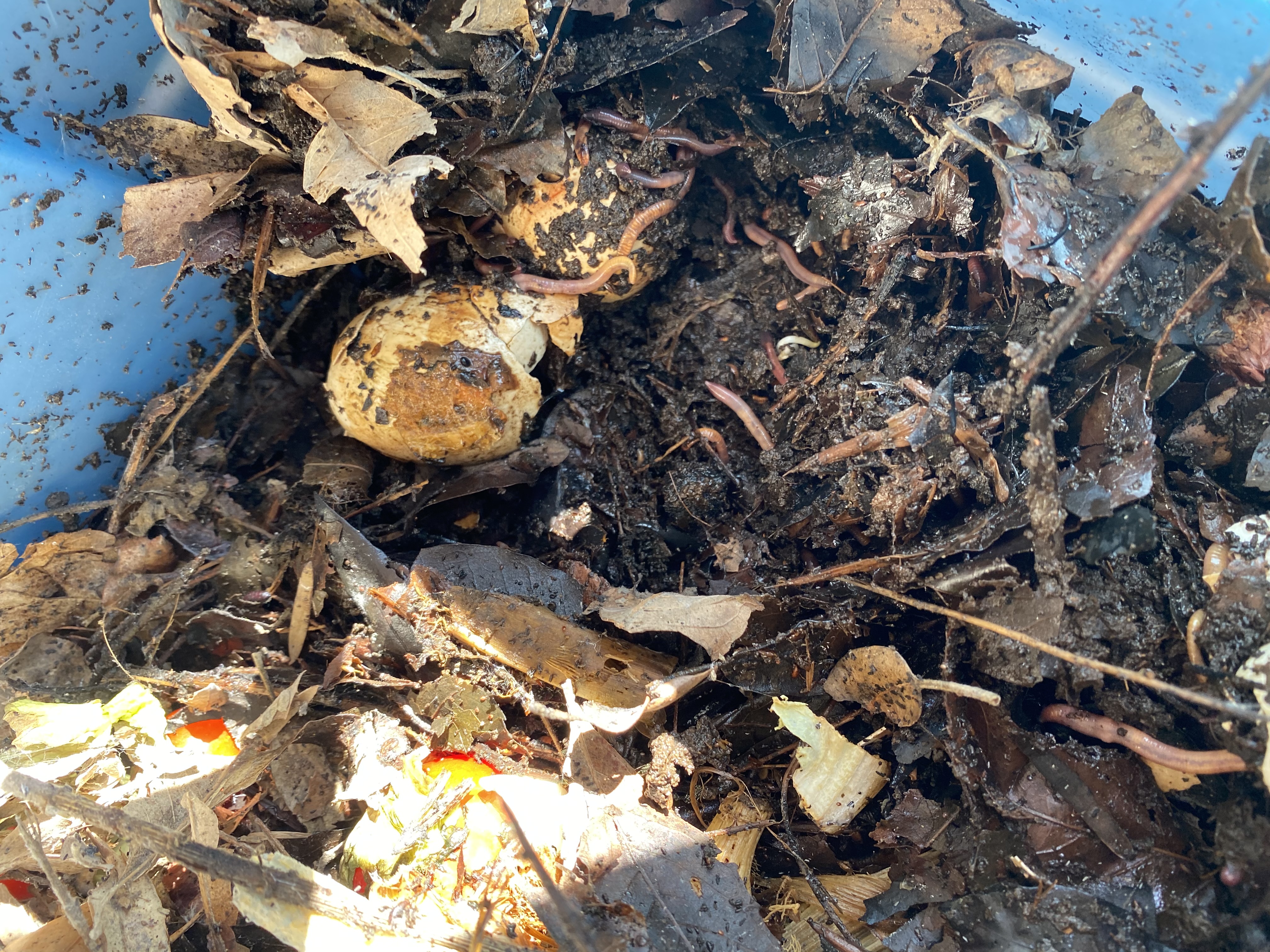 A compost pile with dead leaves and worms