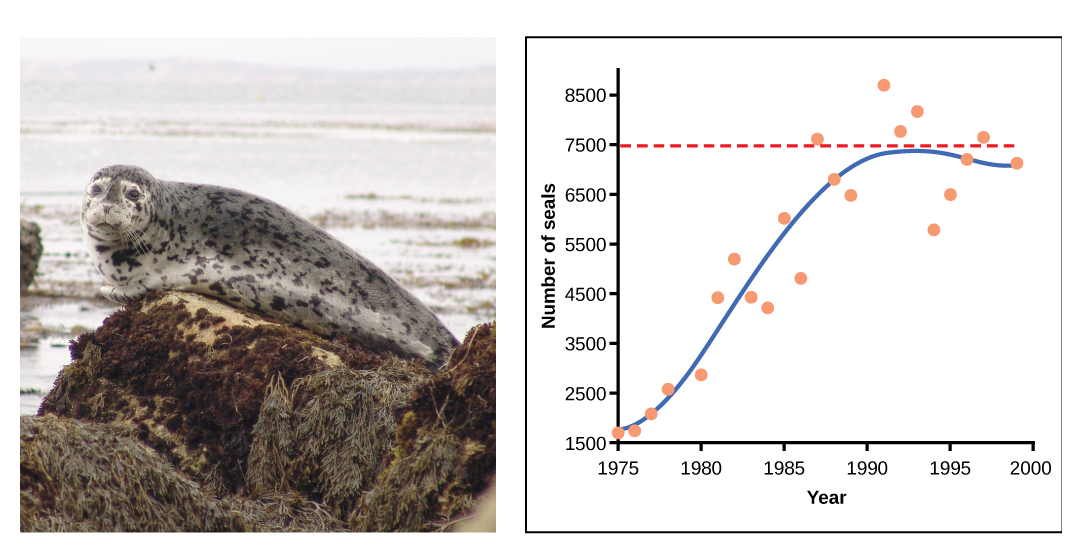 A seal (left) and graph of logistic population growth (right)