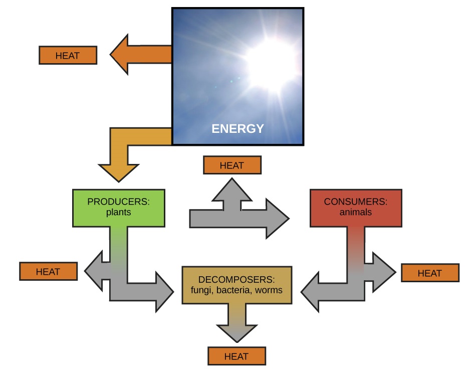 Flow chart demonstrating energy transfer from the sun to producers to consumers. Producers and consumers transfer energy to decomposers.