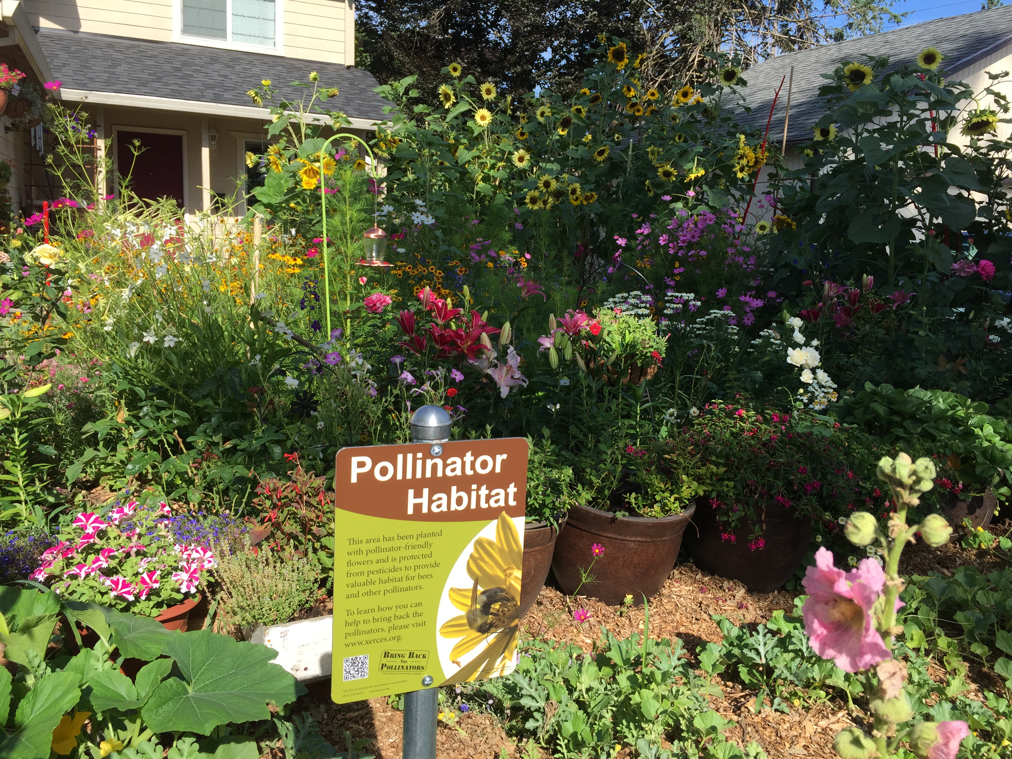 A diversity of flowers in a front yard surround a sign that says "pollinator habitat"