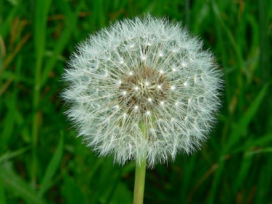 A dandelion that has gone to seed