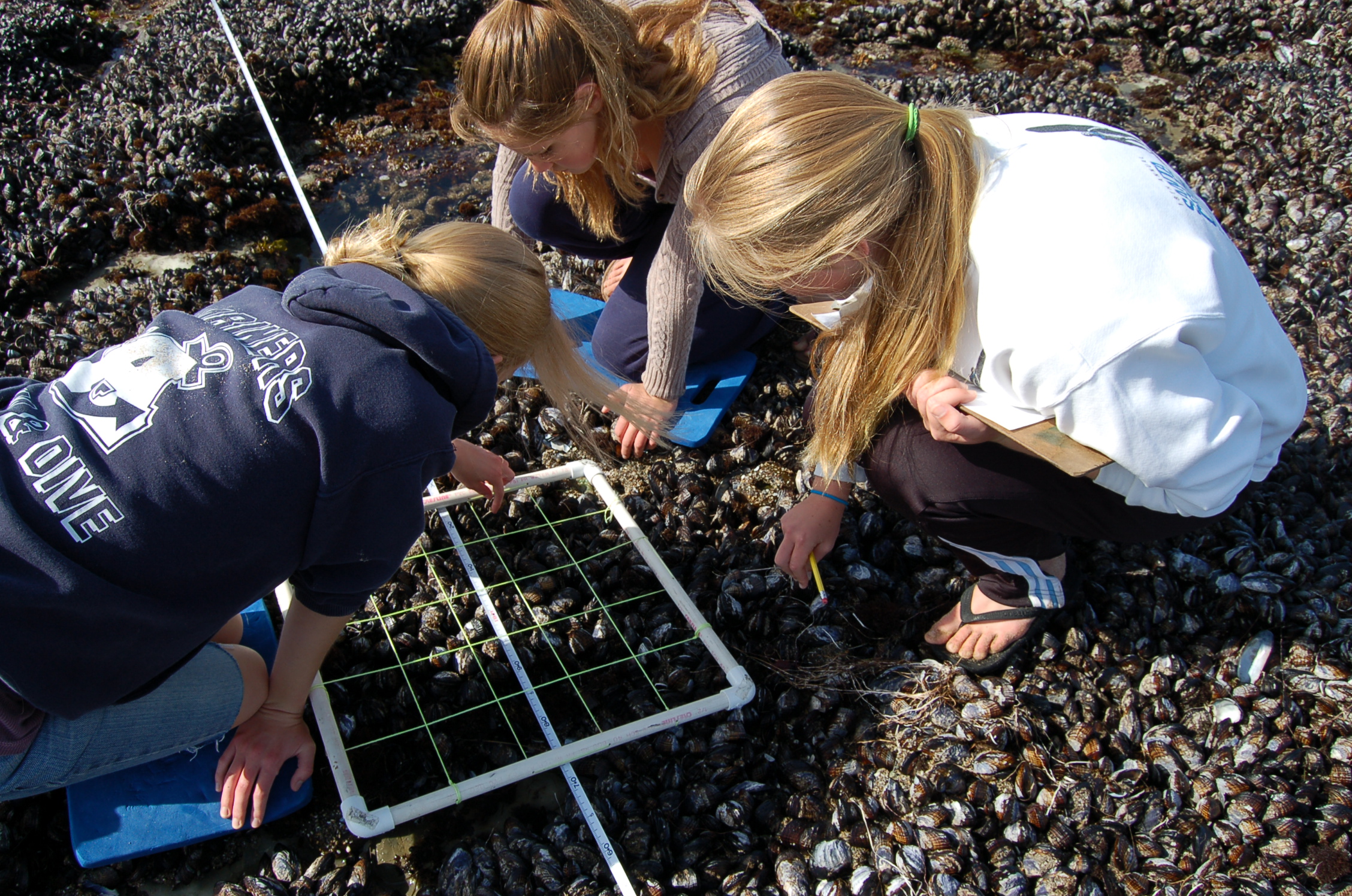 High schoolers crouch over a quadrat (a square with a grid in it) filled with mussels in an intertidal zone.