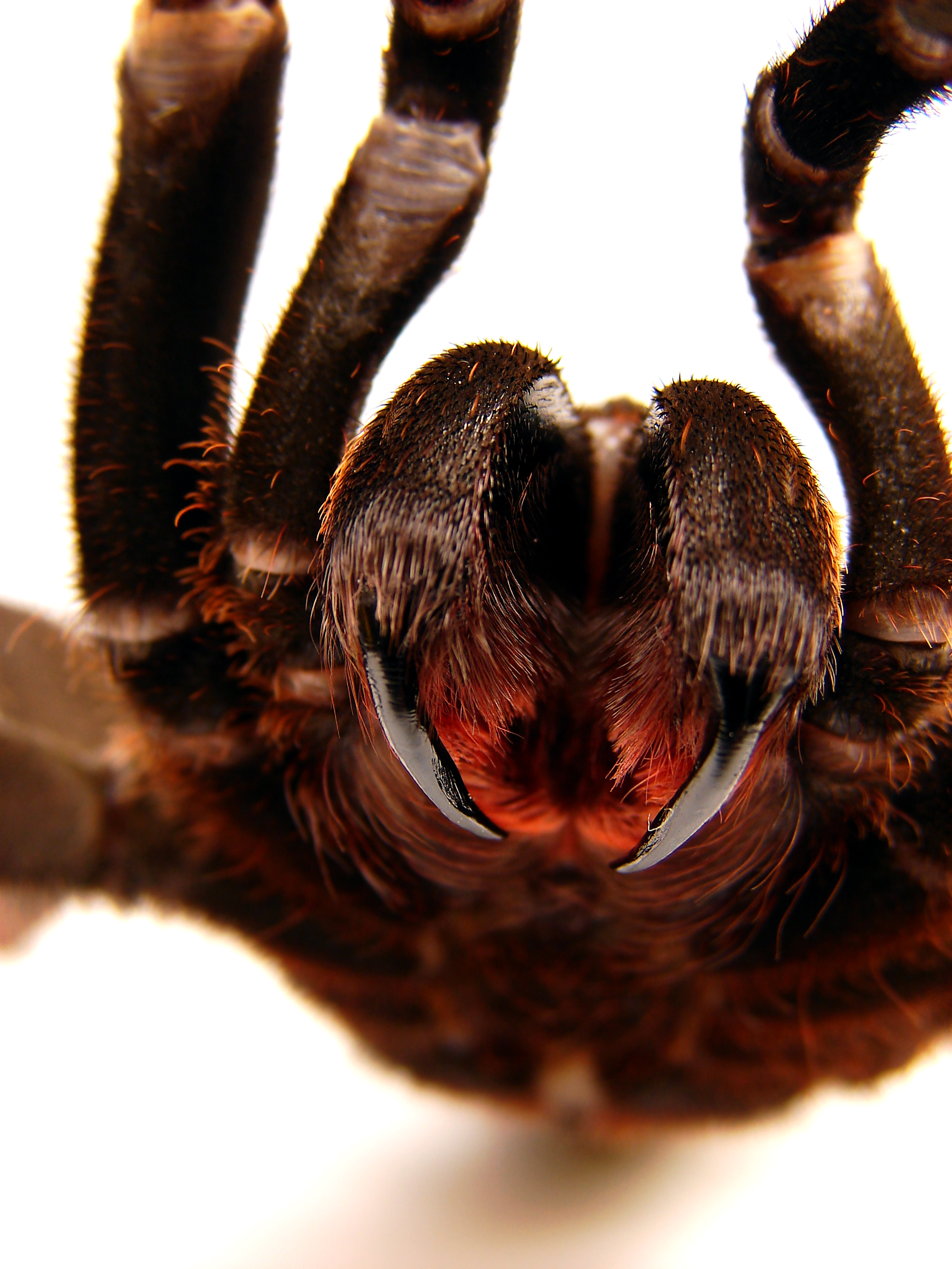 Sharp, shiny, pointy fangs of a tarantula