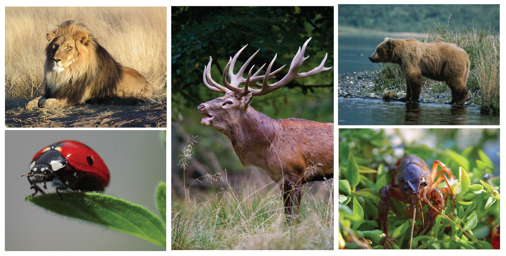 A collage of a lion, ladybug, mule deer, bear, and crayfish
