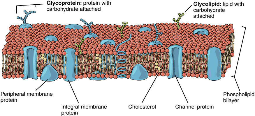 0303_Lipid_Bilayer_With_Various_Components.jpg