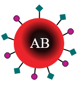 células sanguíneas con marcadores A y B