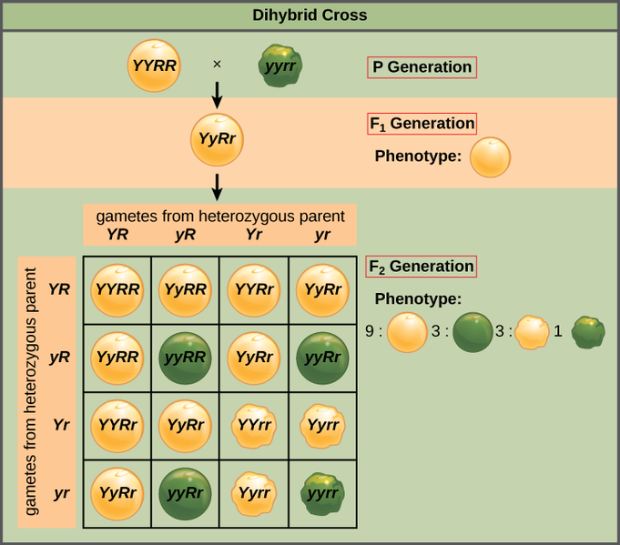 8 4 Simple Inheritance Biology Libretexts