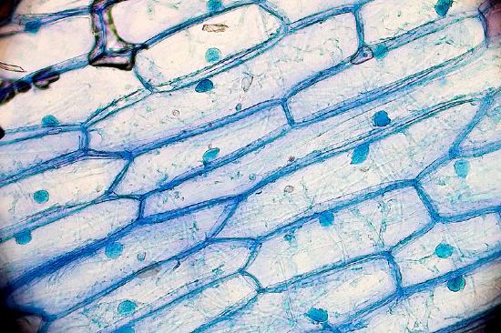 cells forming organized like bricks in a wall