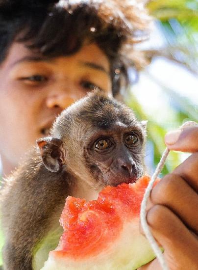 child feeding a monkey