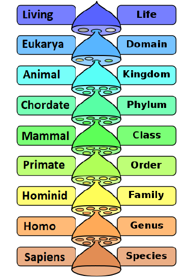 classification of humans