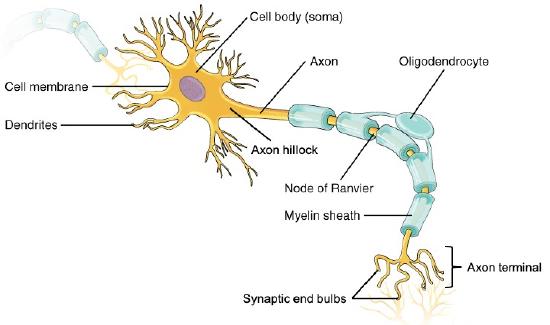 neuron diagram labeled synapse