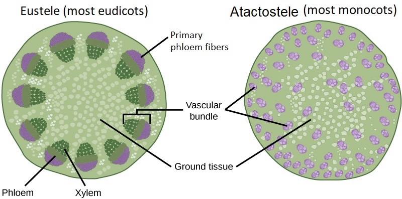 Cross section illustrating a eustele with vascular bundles in a ring and atactostele with scattered vascular bundles
