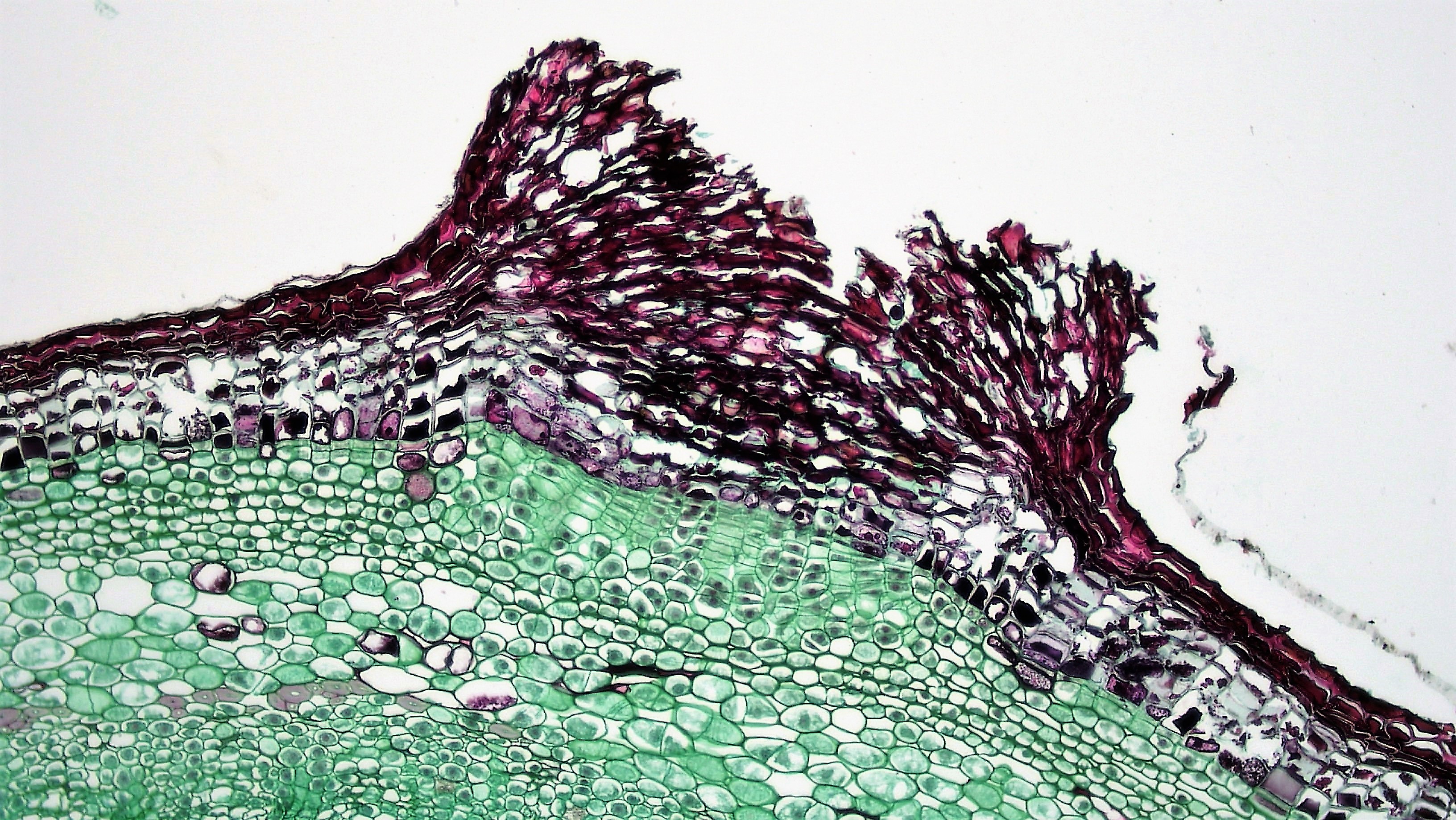 3.3.3: Secondary Stem - Biology LibreTexts