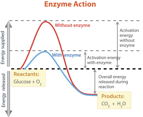 Activation graph with enzyme