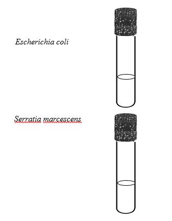 Two sketched tubes.JPG