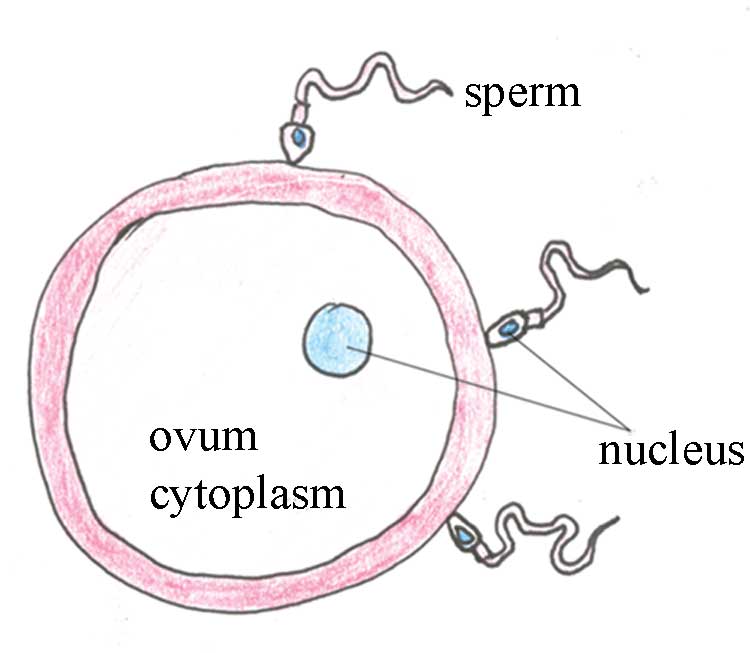 fertilización de óvulos