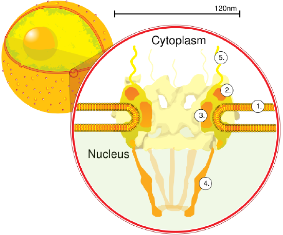 nuclearmembrane_Wiki.png