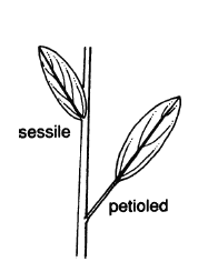 11.1.1 petiole (right).png