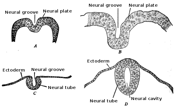 Development of the neural tube