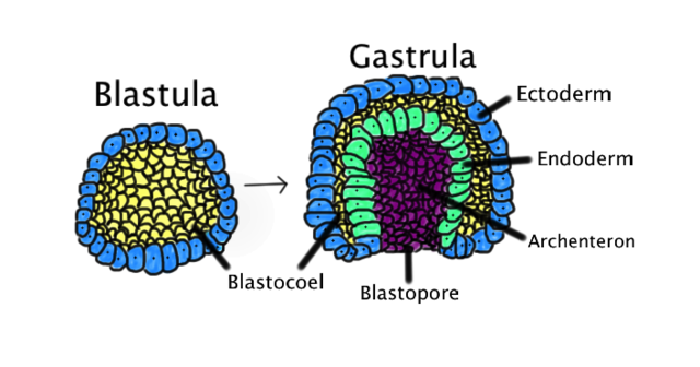 Blastula and Gastrula