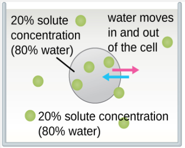 water moves equally into and out of the cell due to the same concentration of solutes inside and out (in this case, 20% solutes and 80% water)