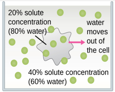 water moves out of the cell. inside has 20% solutes (80% water). outside has 40% solutes (60% water).