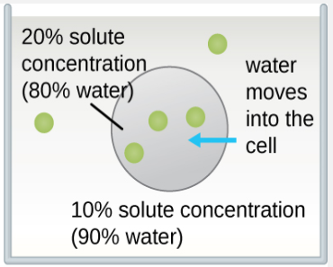 water moves into the cell.  inside has 20% solutes (80% water). outside has 10% solutes (90% water).