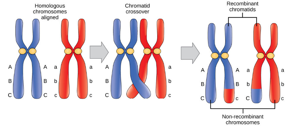 non sister chromatids of tetrad exchanged their genetic material