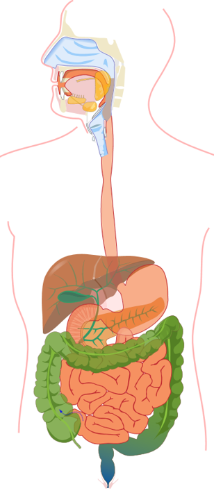 20: Digestive System
