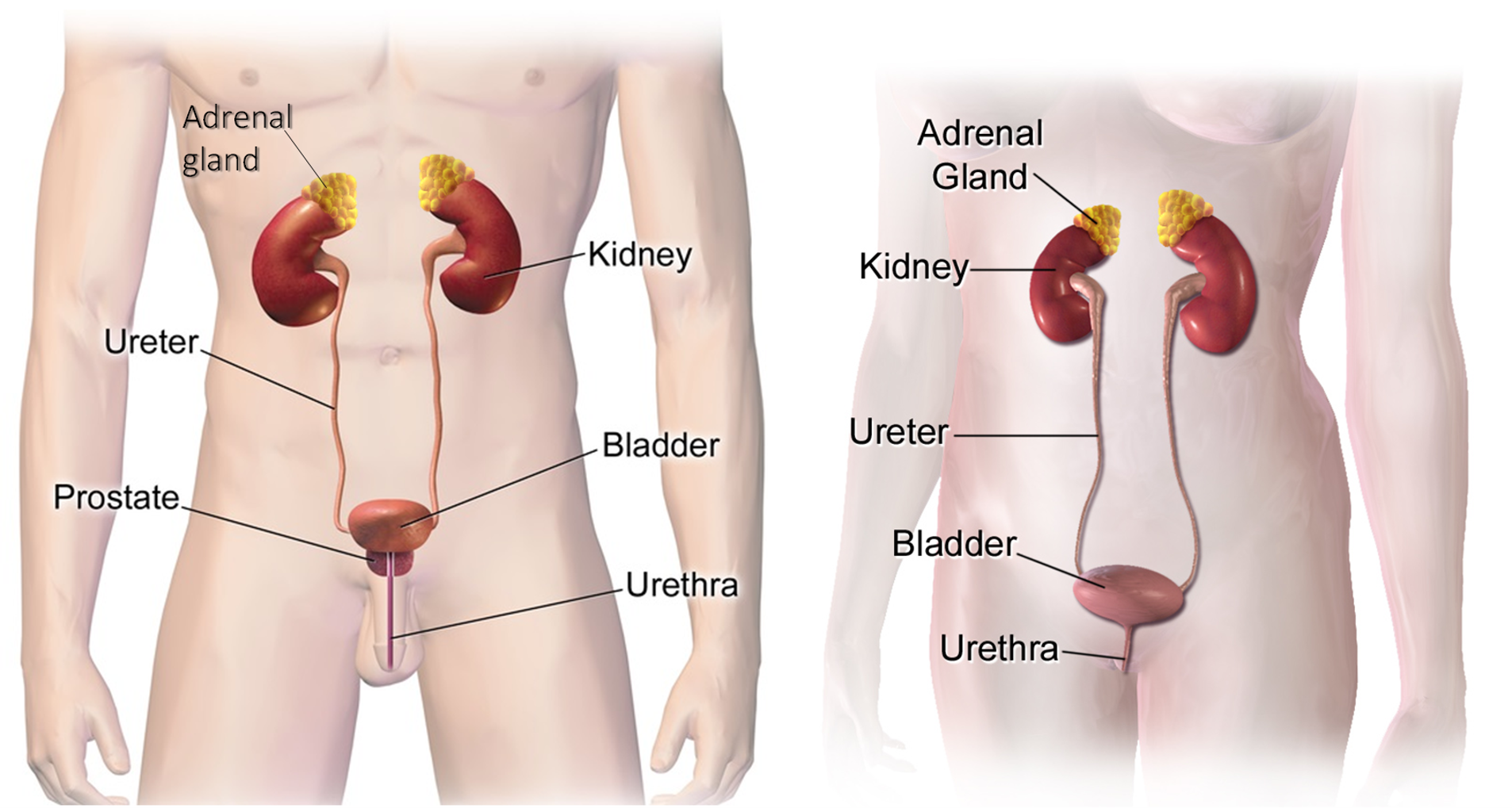 21: Urinary System