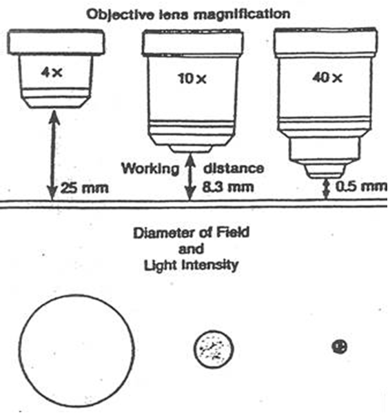 Comparison between objective lenses, working distance, and light intensities.