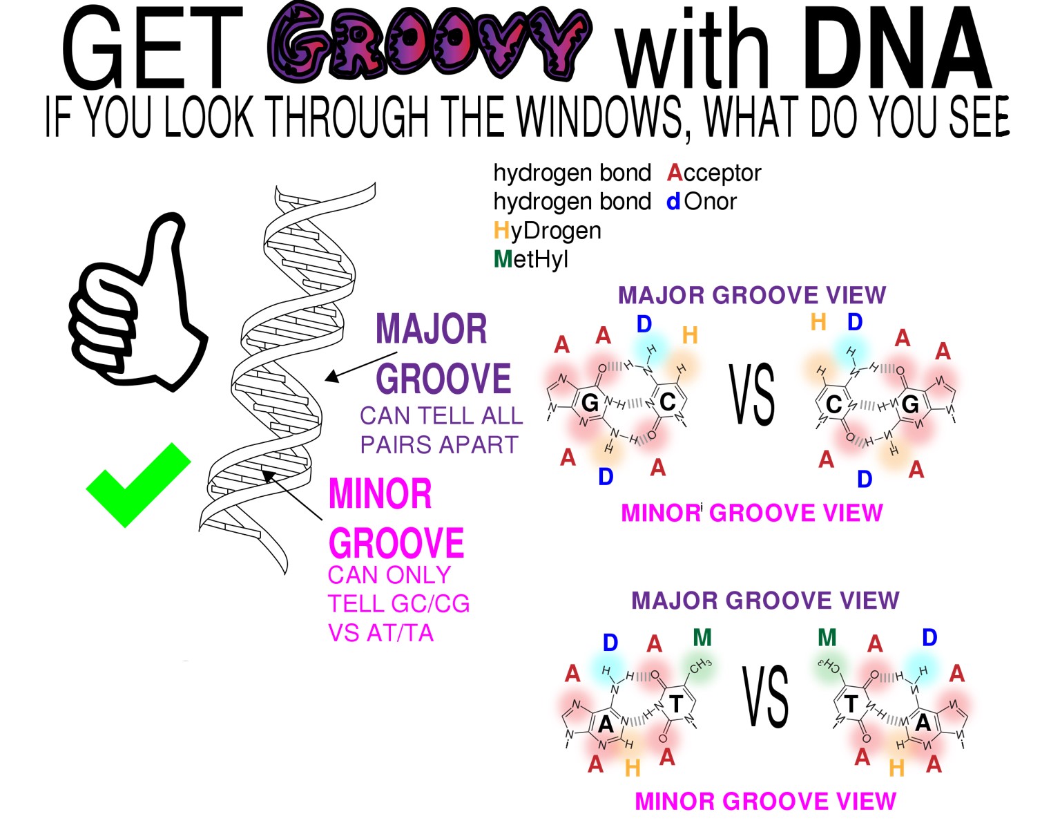 DNA groovy biochem life cropped.jpg
