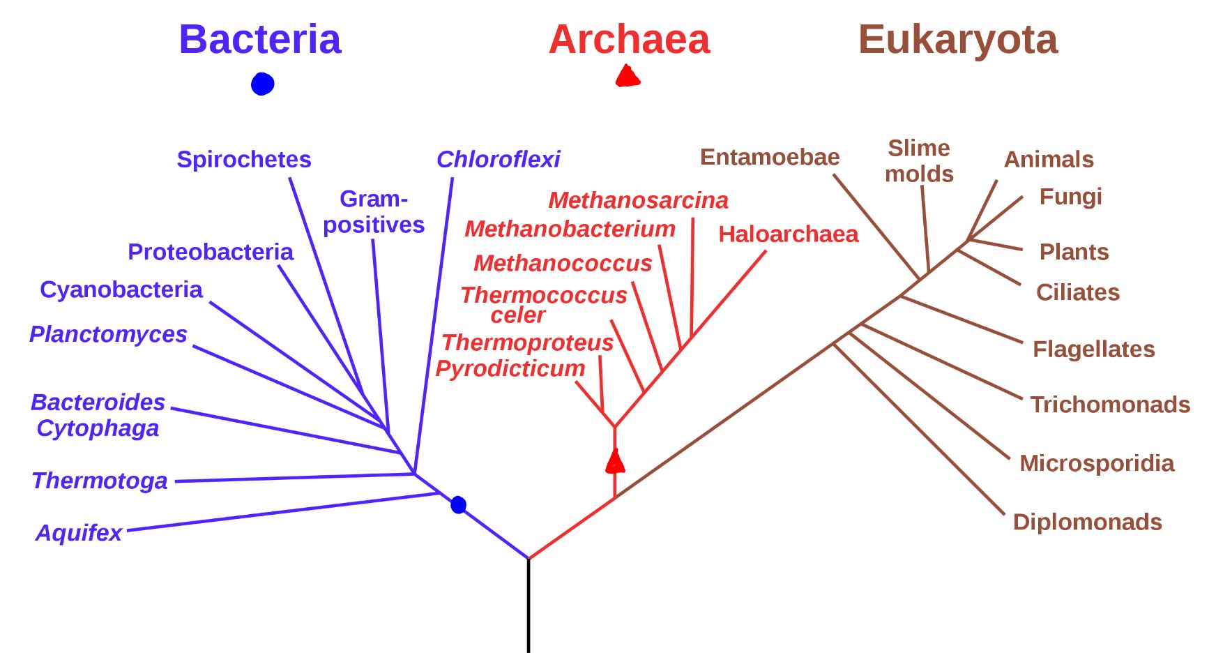 Un diagrama de árbol ramificado que representa las relaciones entre tres dominios de organismos vivos: Bacterias, Archaea y Eucariontes