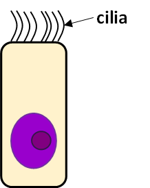 Illustration of a cell with cilia