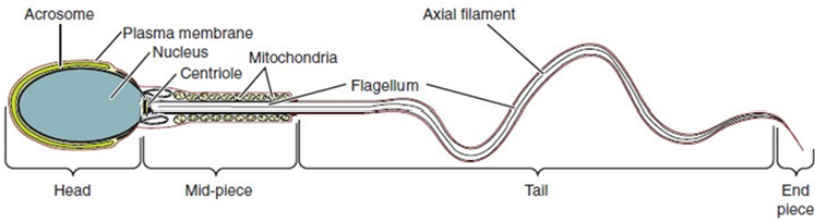 Illustrated diagram of a sperm cell