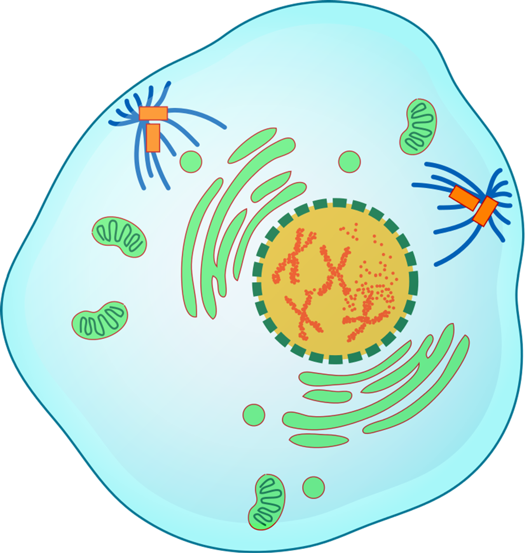 Illustration of a cell in prophase