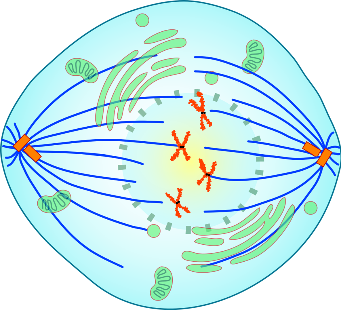 Illustration of a cell in prometaphase