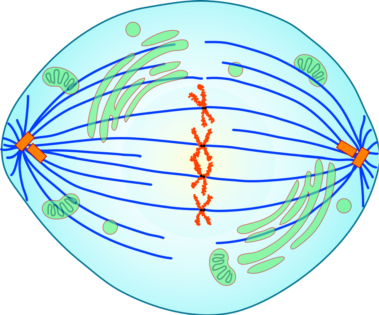 Illustration of cell in metaphase