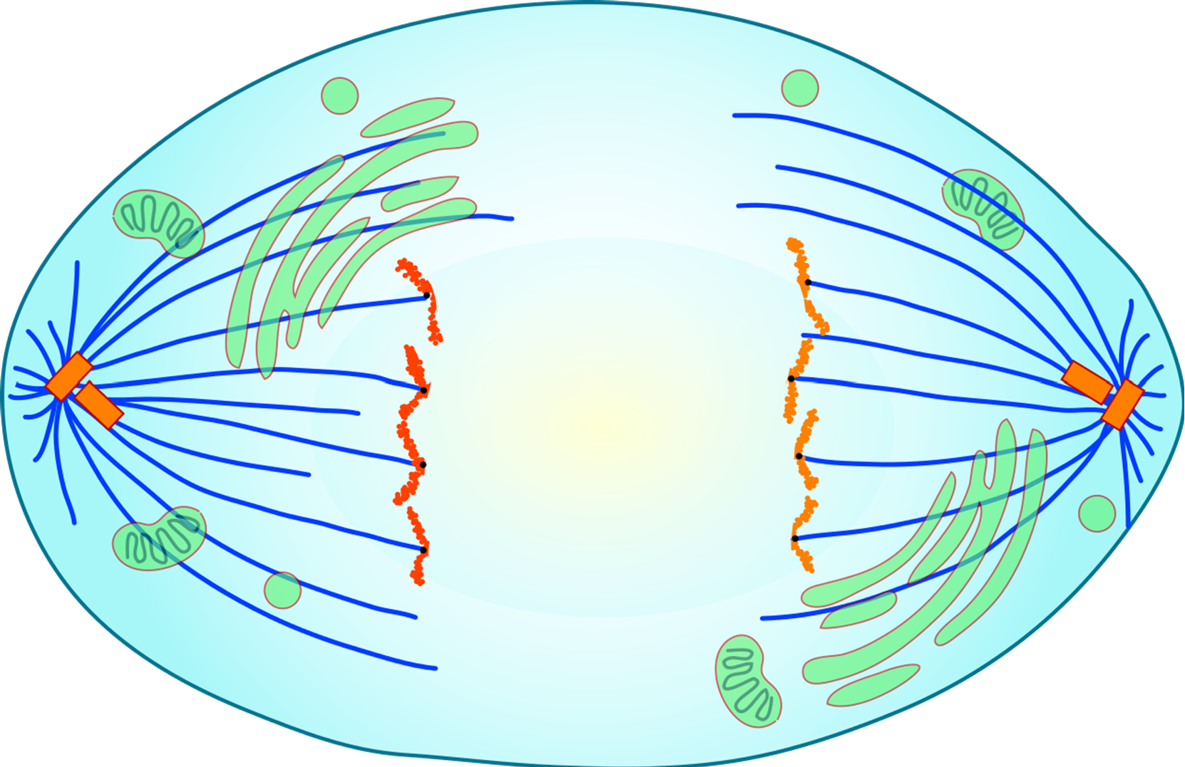 4.3 Mitotic Cell Division Division of the Nucleus (Mitosis