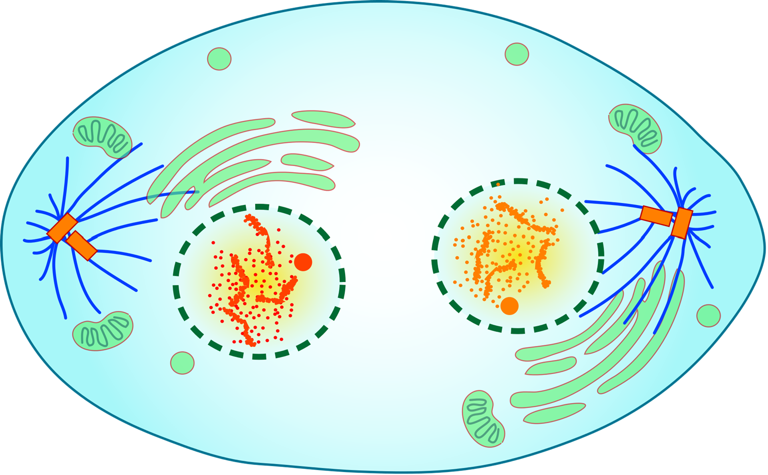 Illustration of a cell in telophase