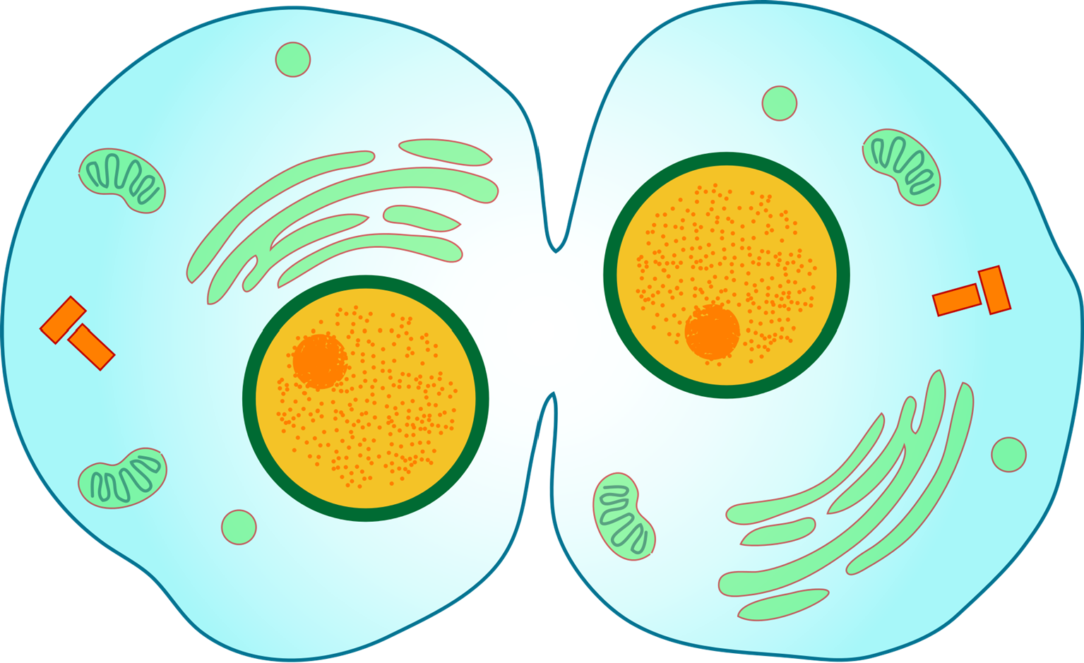 Illustration of a cell undergoing cytokinesis