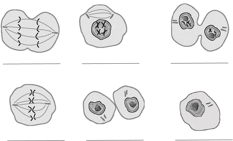 Illustrations of cells to be matched with the phases of the cell cycle they are in.