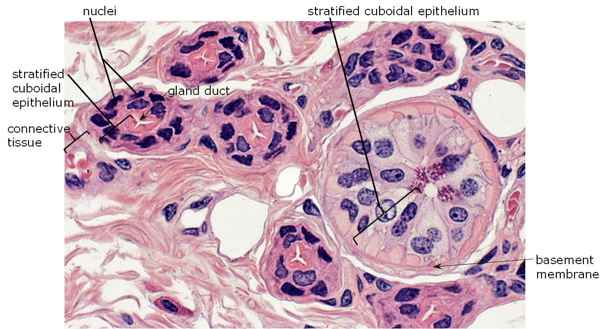Microscopic image shows stratified cuboidal epithelia.