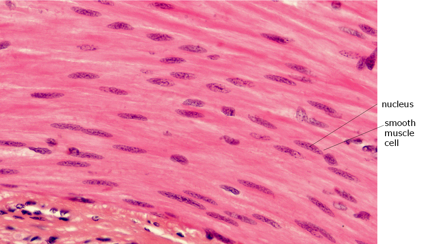 Microscopic image of smooth muscle.