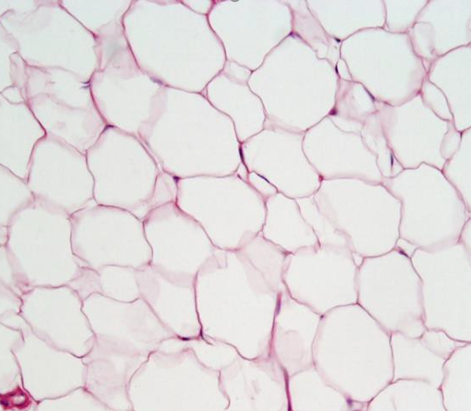 Microscopic image of tissue for identification