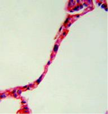 Microscopic image of tissue for identification