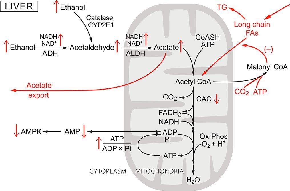 EthanolMetabolismFig1.jpg
