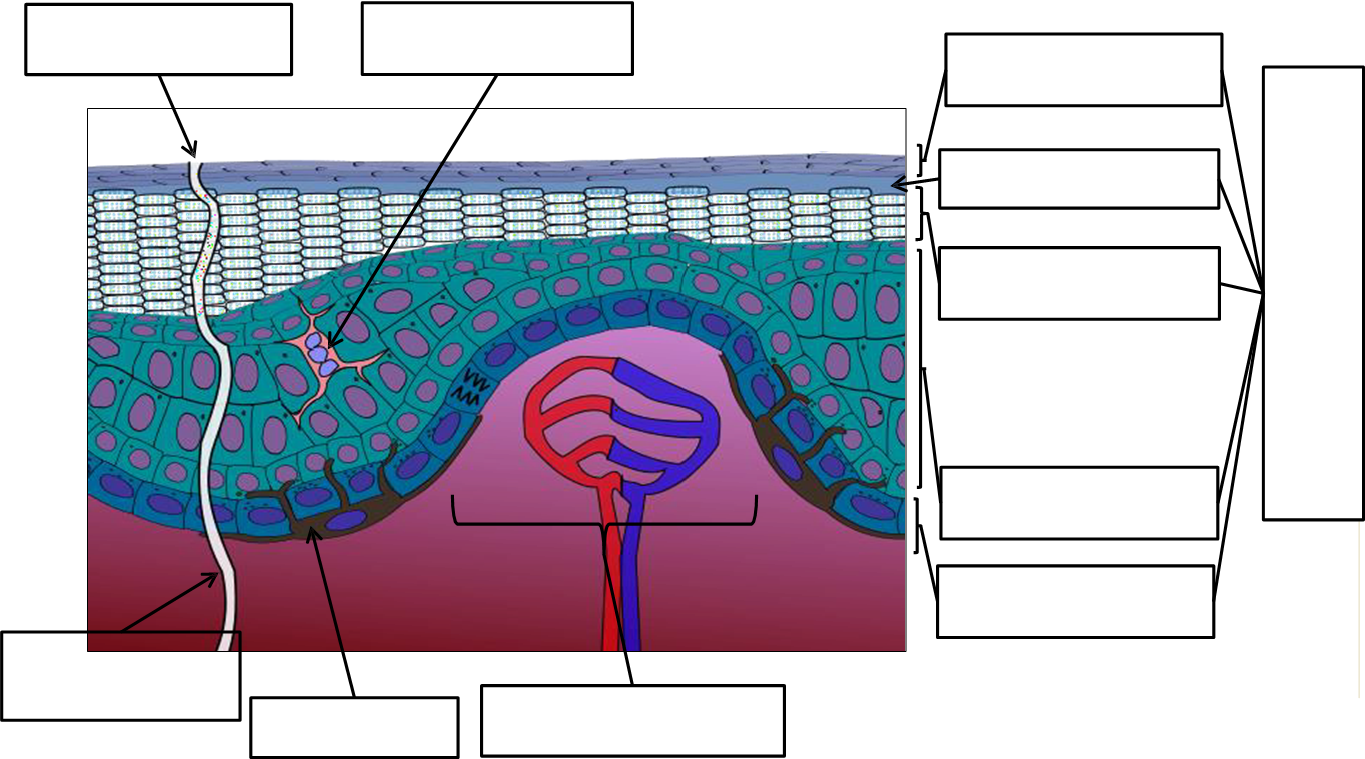 Illustration of superficial layers of the skin for labeling.