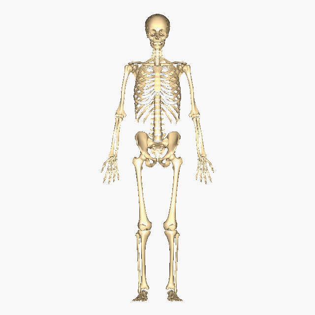 7: Introduction to the Skeletal System