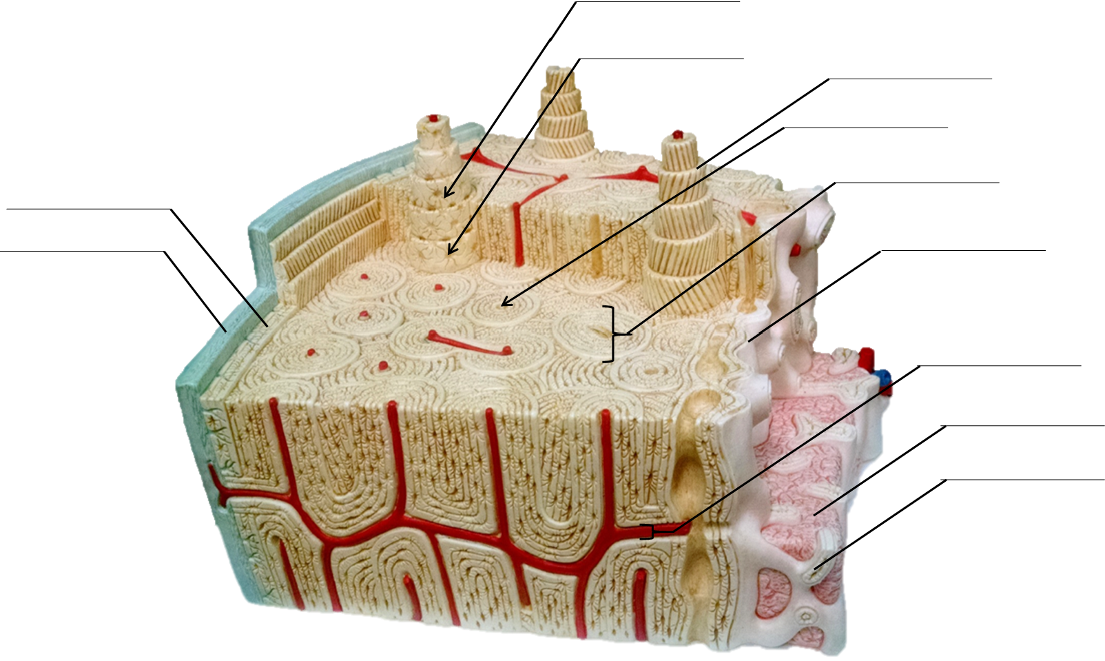 Anatomical model of bone tissue